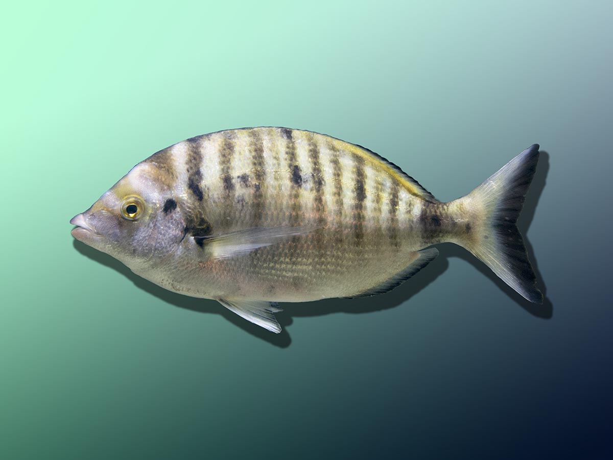 Diplodus puntazzo